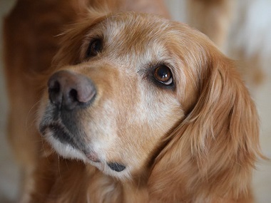 BBMP's one home, one dog policy in Bengaluru faces backlash, 'Not Without My Dog' campaign fights to quash it BBMP's one home, one dog policy in Bengaluru faces backlash, 'Not Without My Dog' campaign fights to quash it