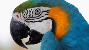 Fifty of the last Spix's macaws to be reintroduced to the wild in Brazil