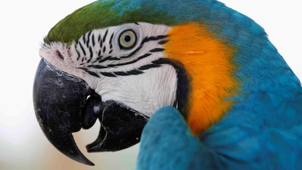 Fifty of the last Spix's macaws to be reintroduced to the wild in Brazil