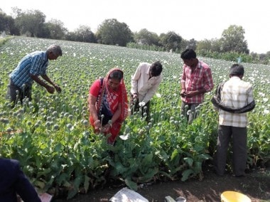 Rajesh Patidar and his family at their opium farm in Badhuniya, Mandsaur district. Image Courtesy: Pallavi Rebbapragada