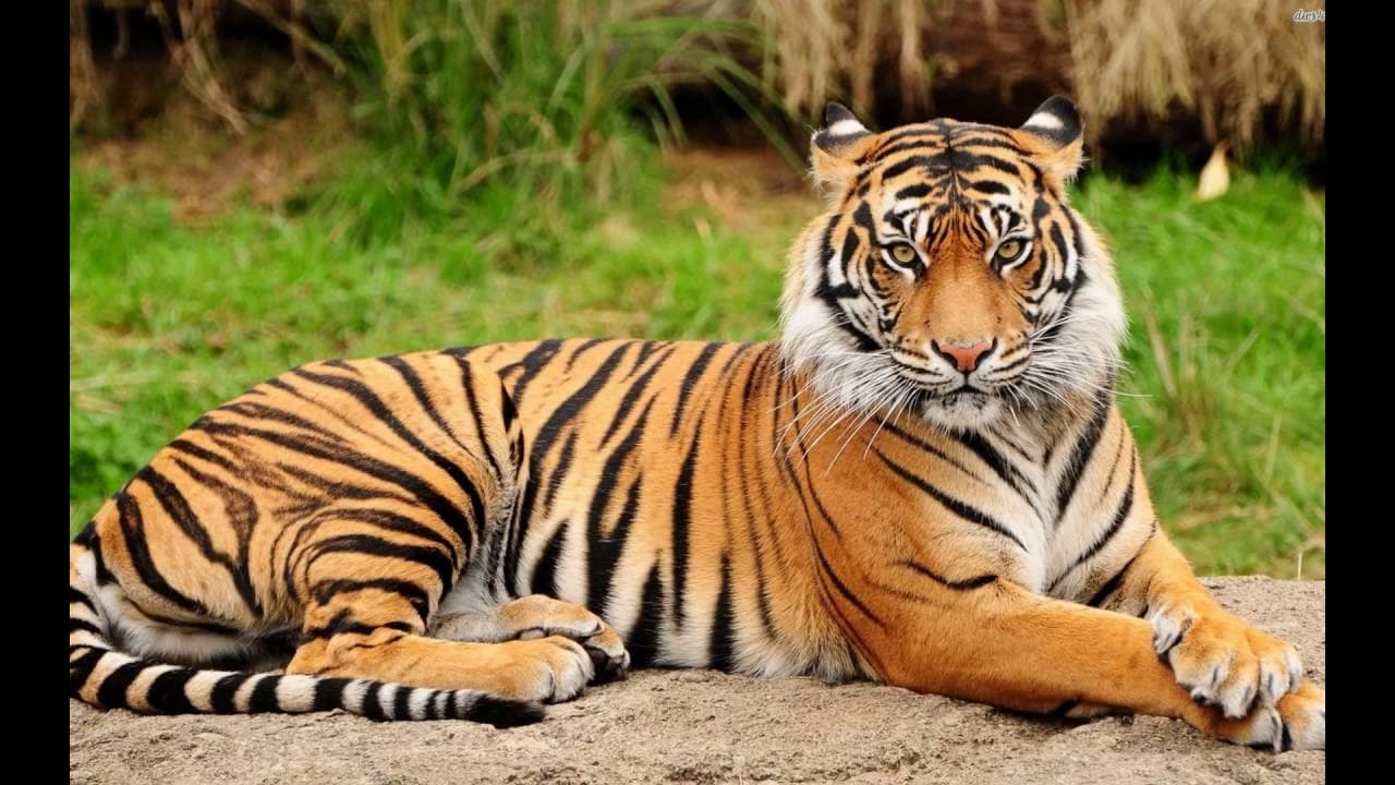 Royal Bengal Tiger Relocated To Odisha From Kanha Reserve Is Healthy