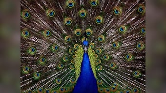 The discovery of the Indian Peacock's genome gives insight into the bird's unique ornate feathers