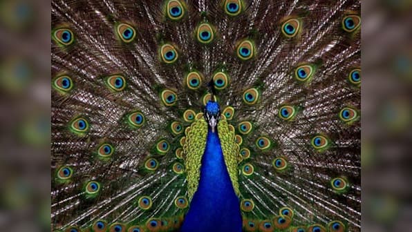 The discovery of the Indian Peacock's genome gives insight into the bird's unique ornate feathers