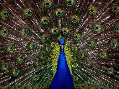 The discovery of the Indian Peacock's genome gives insight into the bird's unique ornate feathers The discovery of the Indian Peacock's genome gives insight into the bird's unique ornate feathers