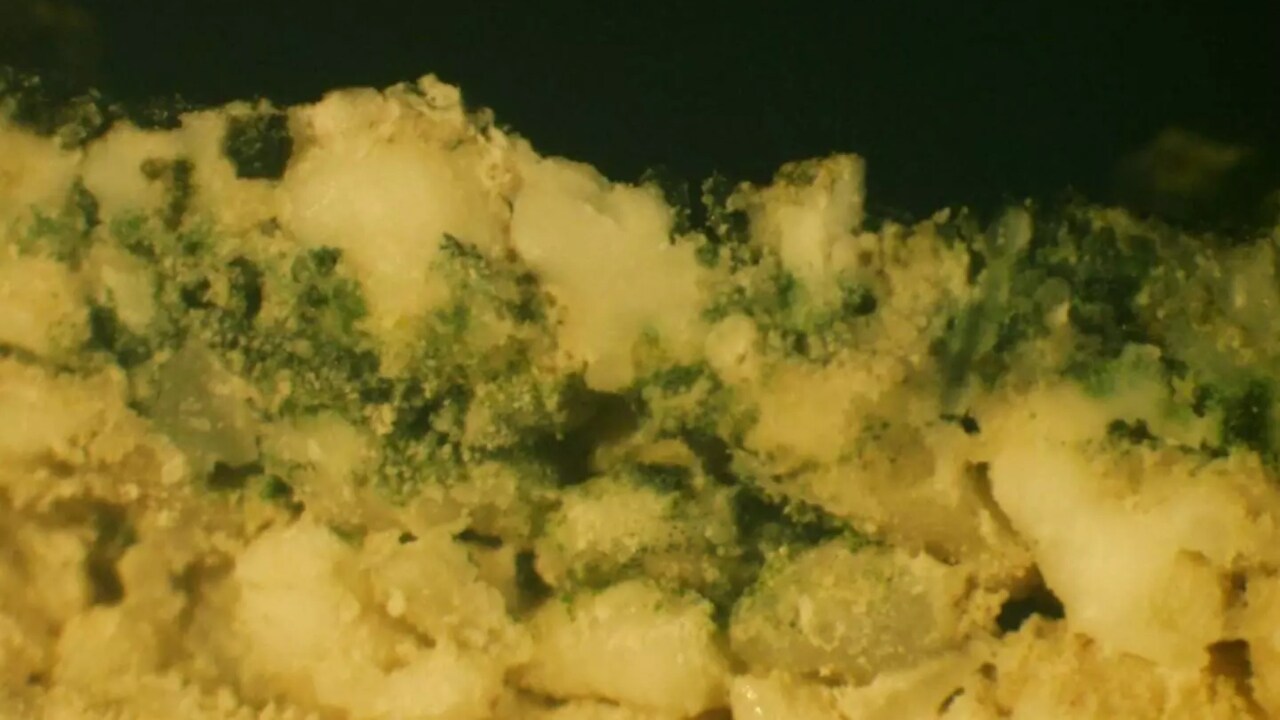 Cross-section of a beach rock showing chlorophyll-f containing cyanobacteria growing deep into the rock. Image: Imperial College, London