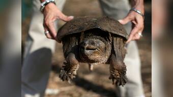 US teacher feeds sick puppy to snapping turtle in front of his students in Idaho, charged with animal cruelty