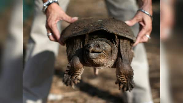 US teacher feeds sick puppy to snapping turtle in front of his students in Idaho, charged with animal cruelty