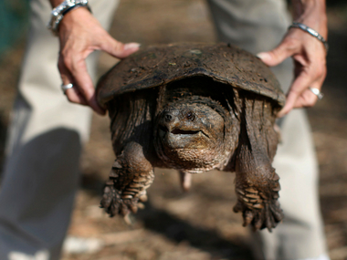 US teacher feeds sick puppy to snapping turtle in front of his students in Idaho, charged with animal cruelty US teacher feeds sick puppy to snapping turtle in front of his students in Idaho, charged with animal cruelty