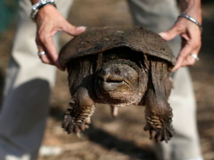 US teacher feeds sick puppy to snapping turtle in front of his students in Idaho, charged with animal cruelty