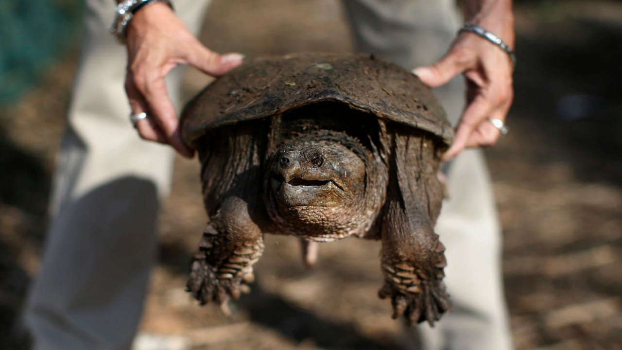 did a teacher feed a puppy to a snapping turtle