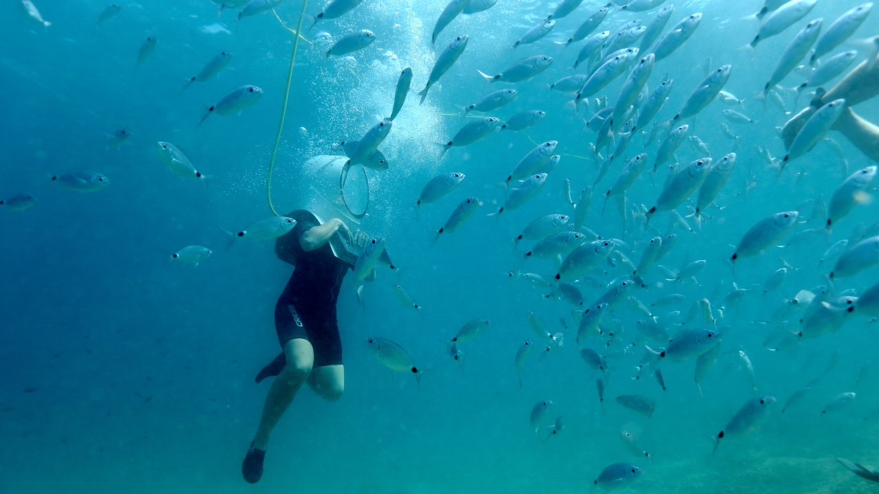 World's second largest barrier reef bounces back from environmental threats World's second largest barrier reef bounces back from environmental threats