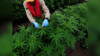 Canada to legalise Marijuana from 17 October; Justin Trudeau believes move will stall organised crime, protect youth