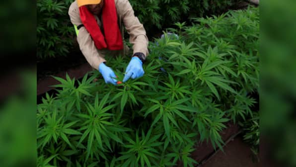 Canada to legalise Marijuana from 17 October; Justin Trudeau believes move will stall organised crime, protect youth