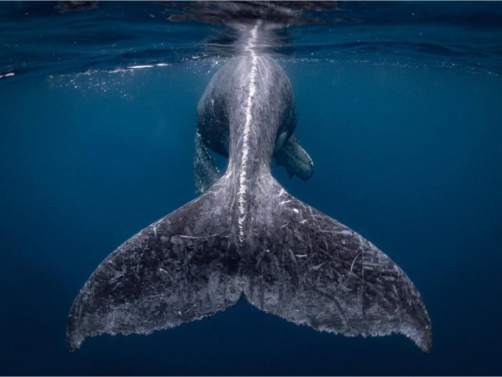 A young humpback whale swims near Kumejima Island, Japan. Image courtesy: National Geographic