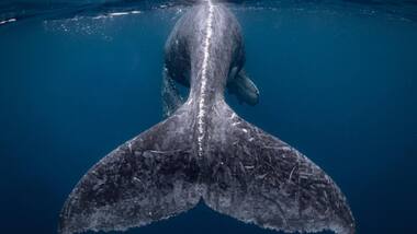 Researchers are now using drones to collect whale mucus to track their health