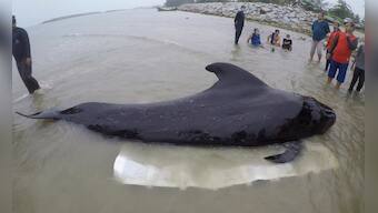 Whale in Thailand dies after swallowing 80 pieces of plastic waste; garbage had rendered it unable to hunt