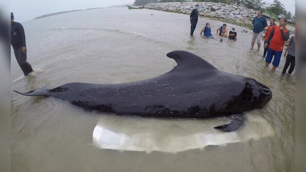 Whale in Thailand dies after swallowing 80 pieces of plastic waste; garbage had rendered it unable to hunt
