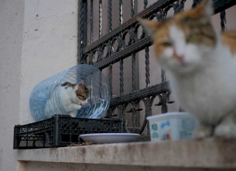 Cross Eyed Cats - Love Meow