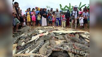 Villagers in Indonesia's Sorong district kill nearly 300 crocodiles in revenge after reptile kills one man