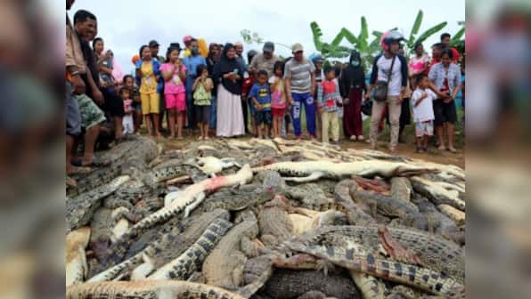 Villagers in Indonesia's Sorong district kill nearly 300 crocodiles in revenge after reptile kills one man
