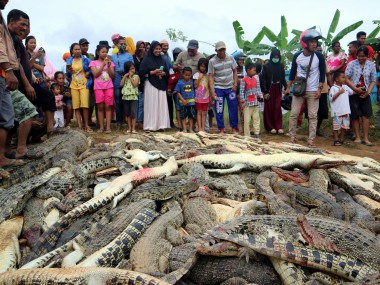 Villagers in Indonesia's Sorong district kill nearly 300 crocodiles in revenge after reptile kills one man Villagers in Indonesia's Sorong district kill nearly 300 crocodiles in revenge after reptile kills one man
