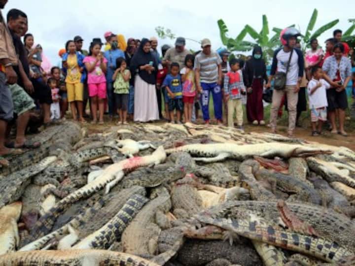 Villagers in Indonesia's Sorong district kill nearly 300 crocodiles in revenge after reptile kills one man