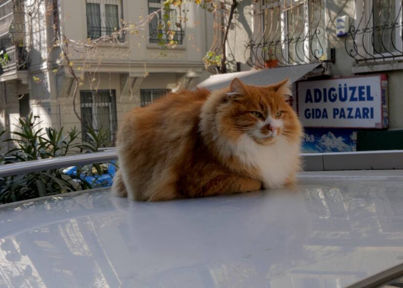 Cats in Istanbul Documenting the Turkish city's reverence for felines