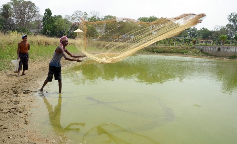 Jharkhand. Fishermen catching fish in a drying Shalimar lake to shift them to nearby lake in Dhurwa, Ranchi. Image courtesy Manmohan Singh
