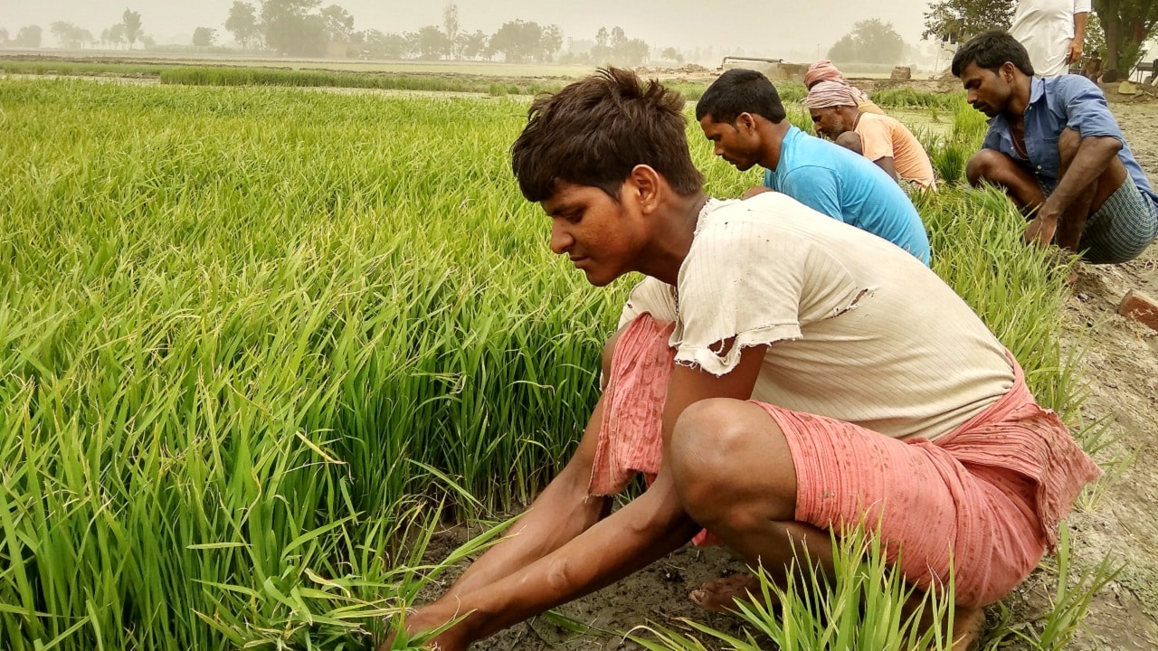 Paddy Cultivation Guide Different Methods Of Rice Cul - vrogue.co