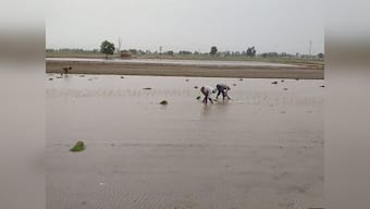Climate change may reduce rabi and kharif crop earnings by up to 13.7% and 5.5%; farmers left to their own resources to cope