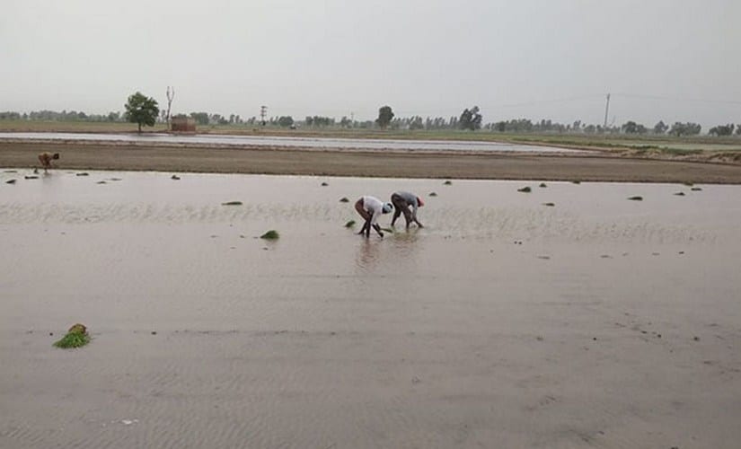 In Fatuhi Khera, Punjab, crop losses following a deluge in 2009 prompted a switch from growing cotton to paddy in 75% of the acreage that was earlier under cotton. Since paddy withstands water logging better than cotton, farmers see its cultivation as a means to protect their income against losses emanating from excessive rainfall during the monsoon. Image Courtesy: Harsimranjit Brar