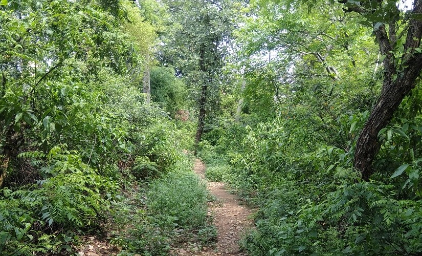 Forest area in rasana where the Kathua rape victim's body was found. Image courtesy Arjun Sharma