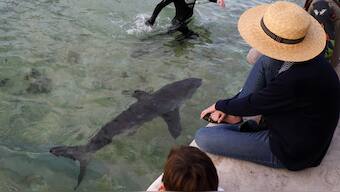 Great white shark spotted off Spain's coast for the first time in 30 years
