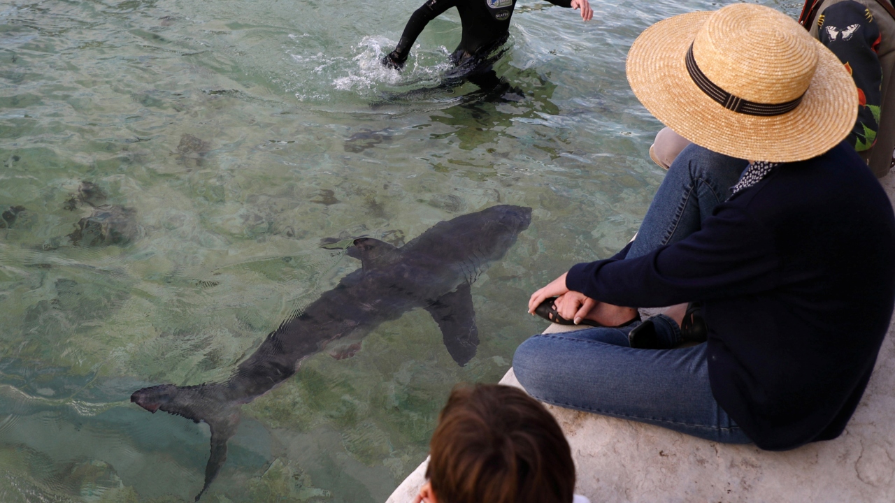 Great white shark spotted off Spain's coast for the first time in 30 years Great white shark spotted off Spain's coast for the first time in 30 years