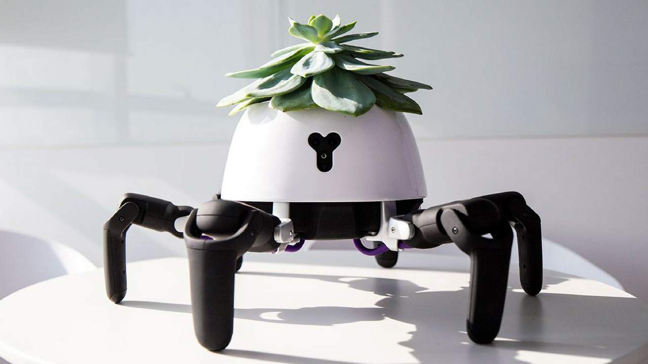 Hexa, the cutest robot ever. Image: Vincross