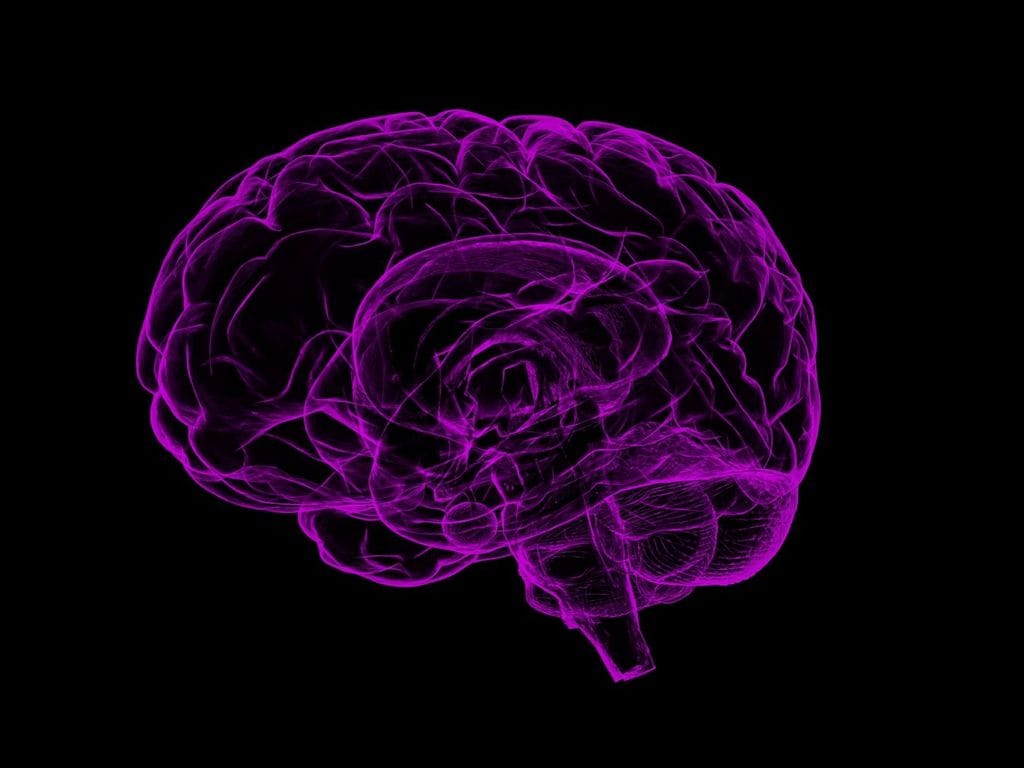 Human Brain. Pixabay 