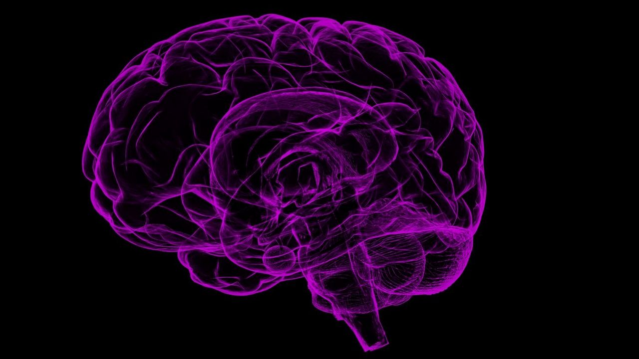 Immune cells in young brains may affect sexual behaviour in adults, finds study Immune cells in young brains may affect sexual behaviour in adults, finds study