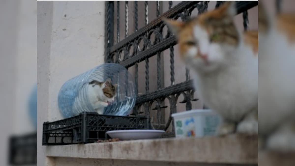 US agriculture department discontinues testing on cats after outcry; rights group alleged forced cannibalism, euthanasia