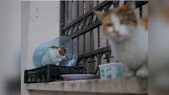Coronavirus Outbreak: Two cats in New York become first US pets to test positive for COVID-19