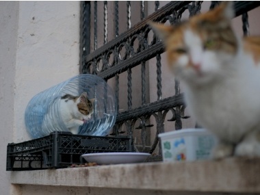 Coronavirus Outbreak: Two cats in New York become first US pets to test positive for COVID-19 Coronavirus Outbreak: Two cats in New York become first US pets to test positive for COVID-19