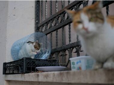 Cats in Istanbul: Documenting the Turkish city's reverence for felines, who are an integral part of its social fabric