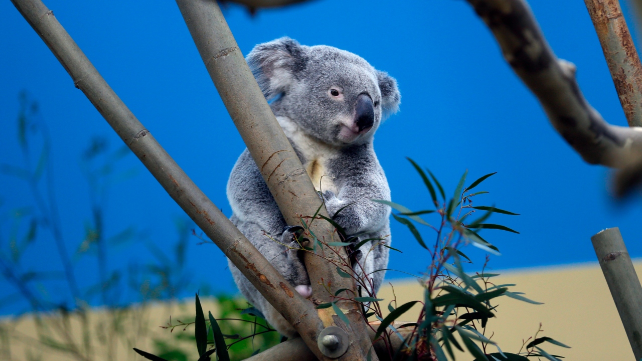 Australia: Thirsty koala drinks from woman's bottle; watch viral video here Australia: Thirsty koala drinks from woman's bottle; watch viral video here