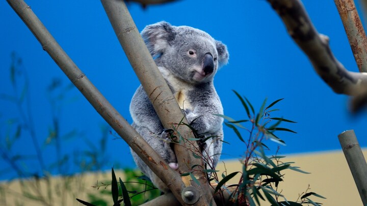 Koala numbers decline to 80,000 in Australia, they are now "functionally extinct"