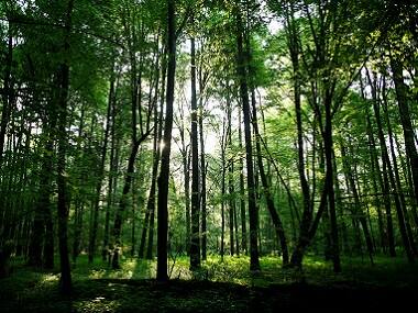 Indigenous communities practice effective forest conservation, but remain excluded from policy