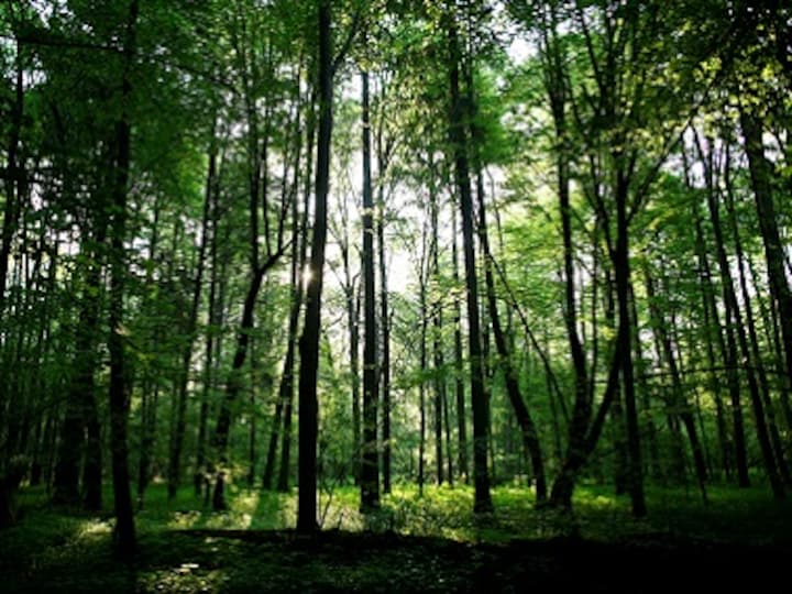 Trees are not inanimate, passive species, but can smell, taste and actually signal stress when in distress