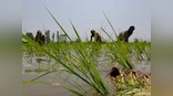 5,000 farmers in Maharashtra to sow genetically modified seeds of brinjal, cotton to protest ban on such crops