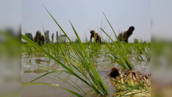 5,000 farmers in Maharashtra to sow genetically modified seeds of brinjal, cotton to protest ban on such crops