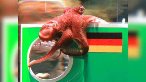 FIFA World Cup 2018: 'Psychic' cat and octopus meet an untimely end as thousands express grief on Chinese social media