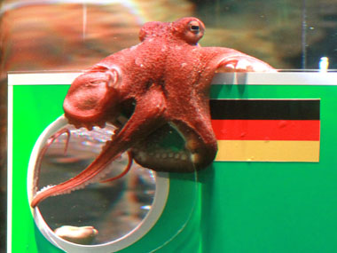 FIFA World Cup 2018: 'Psychic' cat and octopus meet an untimely end as thousands express grief on Chinese social media FIFA World Cup 2018: 'Psychic' cat and octopus meet an untimely end as thousands express grief on Chinese social media