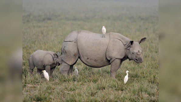 Hunters become the hunted: Riflemen out to poach rhinos in South Africa get mauled by lions